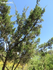 Juniperus angosturana