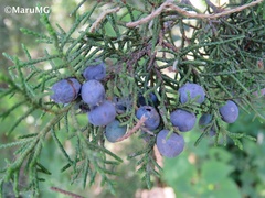 Juniperus angosturana