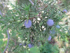 Juniperus angosturana