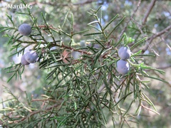 Juniperus angosturana