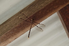 Telephlebia godeffroyi