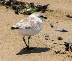 Charadrius marginatus