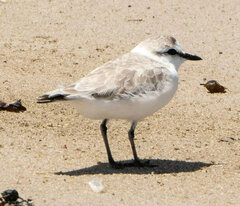 Charadrius marginatus