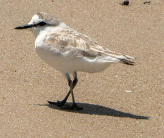 Charadrius marginatus