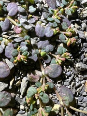 Euphorbia cryptorubra