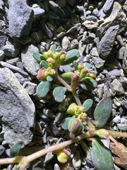 Euphorbia cryptorubra