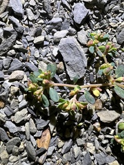 Euphorbia cryptorubra