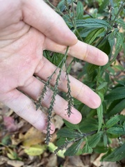 Verbena hastata