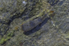 Marilyna pleurosticta