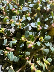 Euphorbia cryptorubra