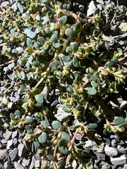 Euphorbia cryptorubra
