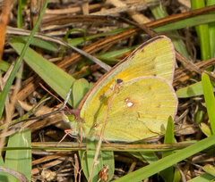 Colias electo