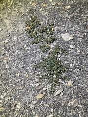 Euphorbia cryptorubra