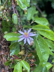 Grewia occidentalis occidentalis