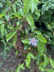 Grewia occidentalis occidentalis