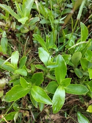 Traversia baccharoides