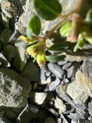 Euphorbia cryptorubra
