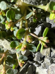 Euphorbia cryptorubra