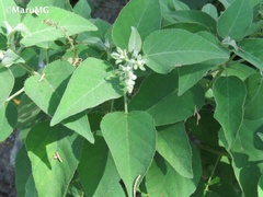 Croton ciliatoglandulifer