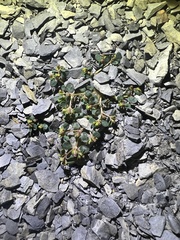 Euphorbia cryptorubra