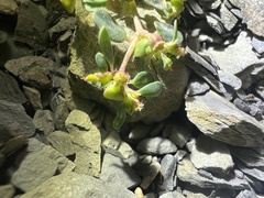 Euphorbia cryptorubra