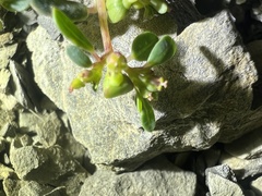 Euphorbia cryptorubra