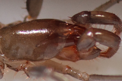 Hubbardiidae