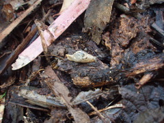 Helicarion cuvieri
