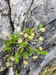 Chaerophyllum colensoi