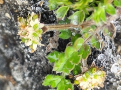 Chaerophyllum colensoi