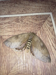 Pseudautomeris latus