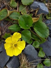 Ranunculus insignis
