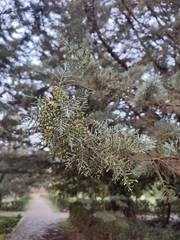 Cupressus