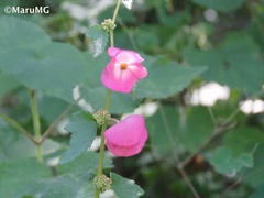 Begonia bulbillifera