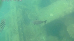 Prionurus microlepidotus