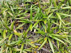 Celmisia spectabilis