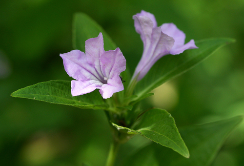 Ruellia prostrata image