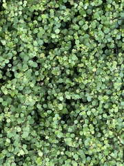 Muehlenbeckia complexa