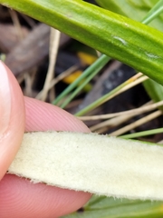 Celmisia spectabilis