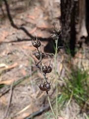 Haemodorum austroqueenslandicum