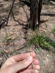 Haemodorum austroqueenslandicum