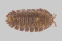 Armadilloniscus holmesi