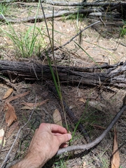 Haemodorum austroqueenslandicum