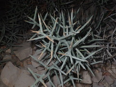 Koeberlinia spinosa