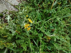 Senecio vernalis