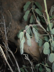 Pomaria melanosticta