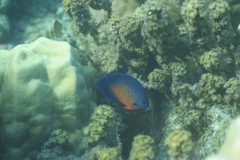 Centropyge bispinosa