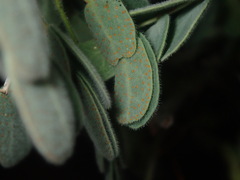 Pomaria melanosticta