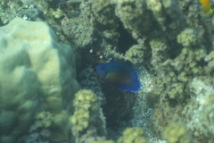 Centropyge bispinosa