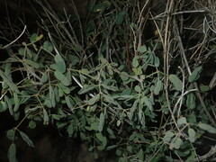 Pomaria melanosticta